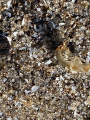 Echinogammarus ischnus