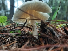 Amanita xylinivolva