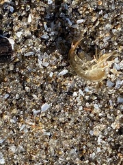 Echinogammarus ischnus