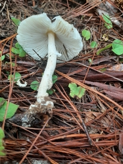 Amanita xylinivolva