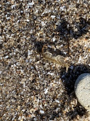 Echinogammarus ischnus