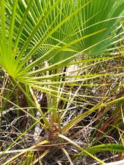 Acoelorraphe wrightii