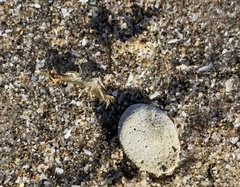 Echinogammarus ischnus