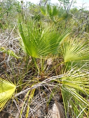 Acoelorraphe wrightii