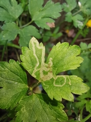 Phytomyza ranunculi