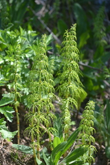 Equisetum sylvaticum
