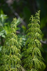 Equisetum sylvaticum