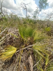 Acoelorraphe wrightii