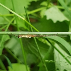 Tetragnatha