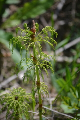 Equisetum sylvaticum