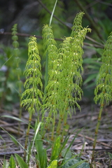 Equisetum sylvaticum
