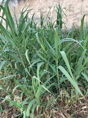 Arundo donax