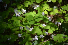 Oxalis acetosella