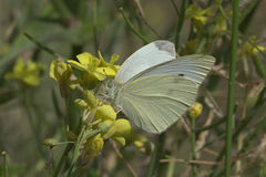Pieris rapae