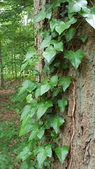 Hedera helix