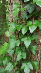 Hedera helix