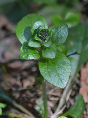 Ajuga reptans