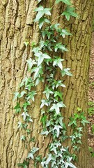 Hedera helix