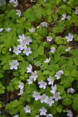 Oxalis acetosella