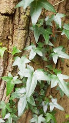 Hedera helix