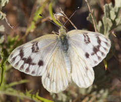 Pontia occidentalis