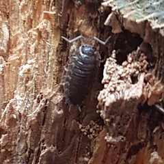 Porcellio scaber