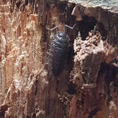 Porcellio scaber
