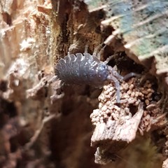 Porcellio scaber