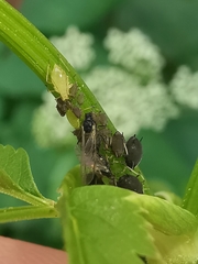 Aphis podagrariae