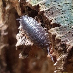 Porcellio scaber