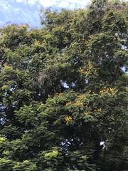 Peltophorum