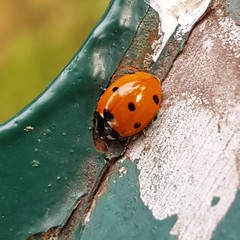 Coccinella septempunctata