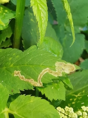 Phytomyza pubicornis