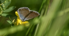 Cyaniris semiargus