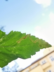 Phytomyza pubicornis