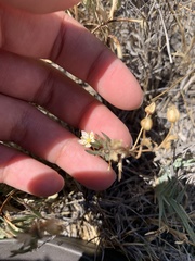 Spergularia bocconei