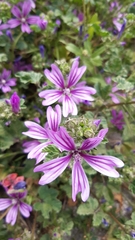 Malva sylvestris sylvestris