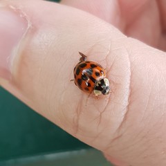 Harmonia axyridis