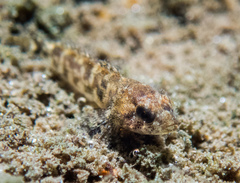 Cottus gulosus