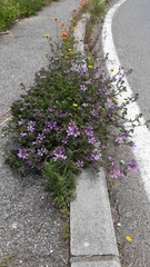Malva sylvestris sylvestris