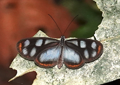 Oleria onega