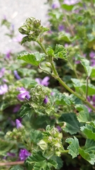 Malva sylvestris sylvestris