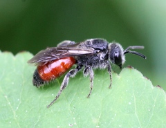 Andrena labiata