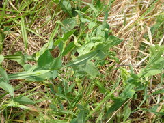 Lathyrus ochrus