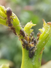 Periphyllus testudinaceus