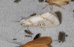 Philtraea paucimacula