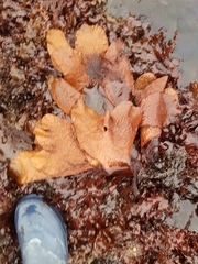 Chondracanthus