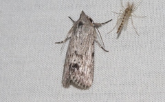 Oncocnemidinae
