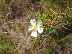 Cistus libanotis