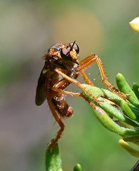 Callinicus calcaneus